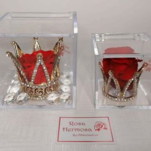 Rhm - Rosa Hermosa con coroncina